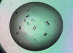 膜タンパク質(zhì)可溶化剤 Trehalose C12　