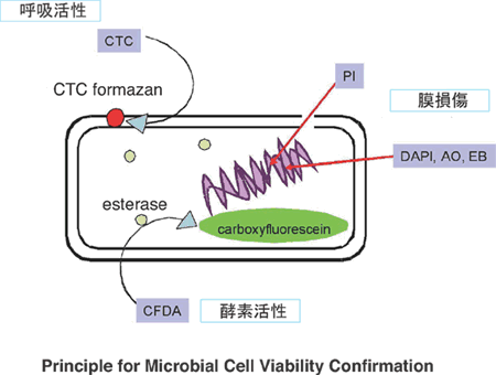 菌蛍光染色用色素 -Bacstain- PI solution　