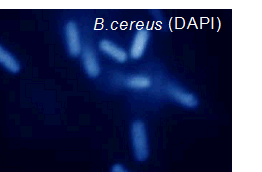 菌蛍光染色用色素 -Bacstain- DAPI solution　