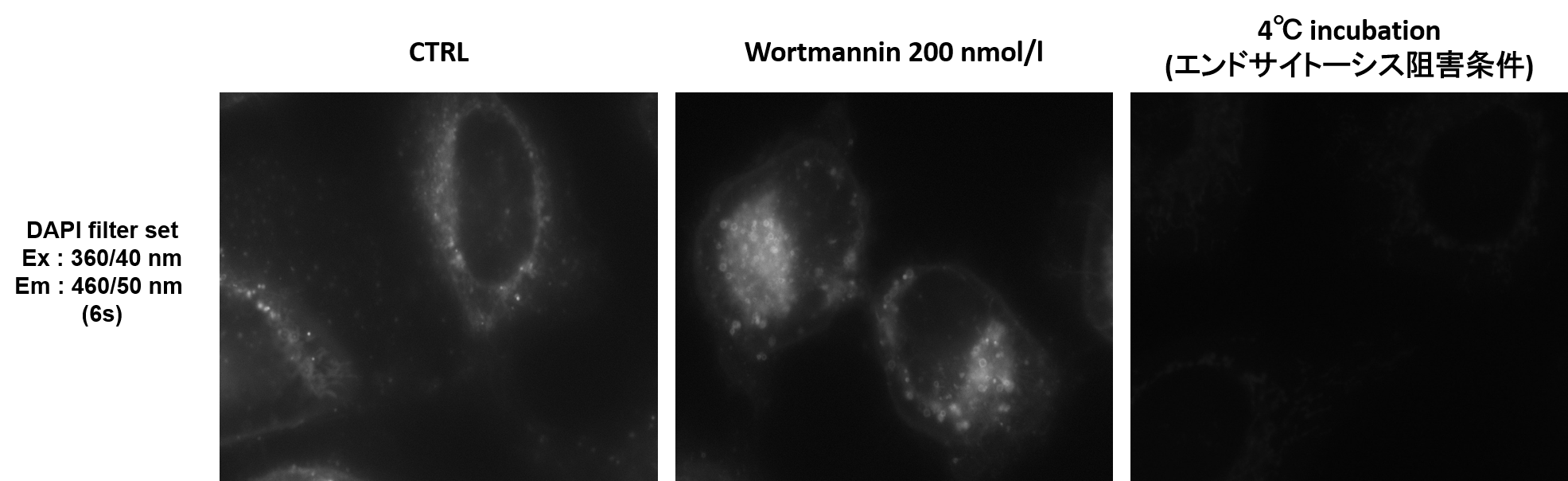 エンドサイトーシス検出試薬 ECGreen-Endocytosis Detection　