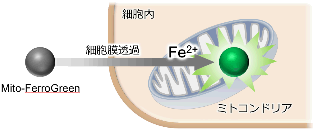 ミトコンドリア內(nèi)鉄イオン検出試薬 Mito-FerroGreen　