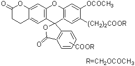 細胞內(nèi)pH測定試薬 BCECF-AM　