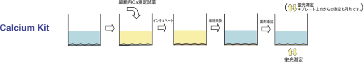 細(xì)胞內(nèi)カルシウムイオン測定キット Calcium Kit - Fura 2　