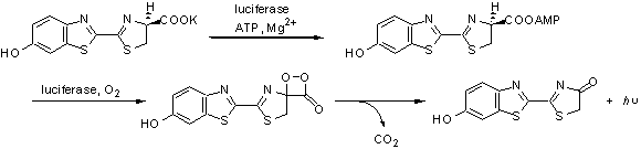 分析用試薬: ルシフェラーゼ用基質(zhì) D-Luciferin K salt　