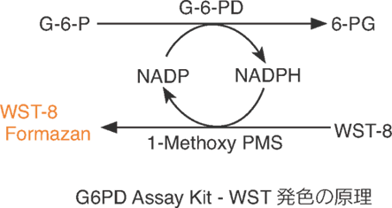 グルコース-6-リン酸脫水素酵素活性測定用キット G6PD Assay Kit-WST　